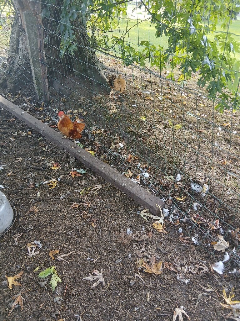 mooie krieltjes, Meerdere dieren, Kip