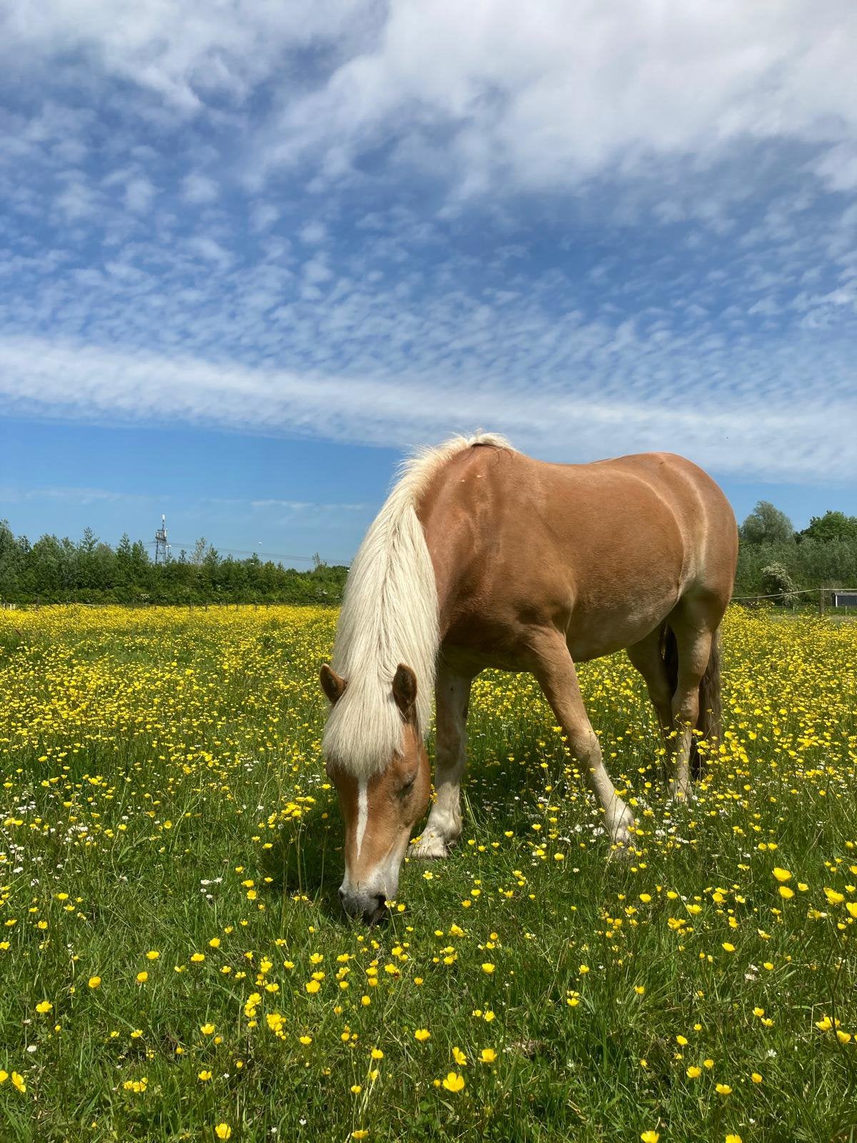 Verzorgster/bijrijder gezocht, Dieren en Toebehoren, Ophalen, Nieuw