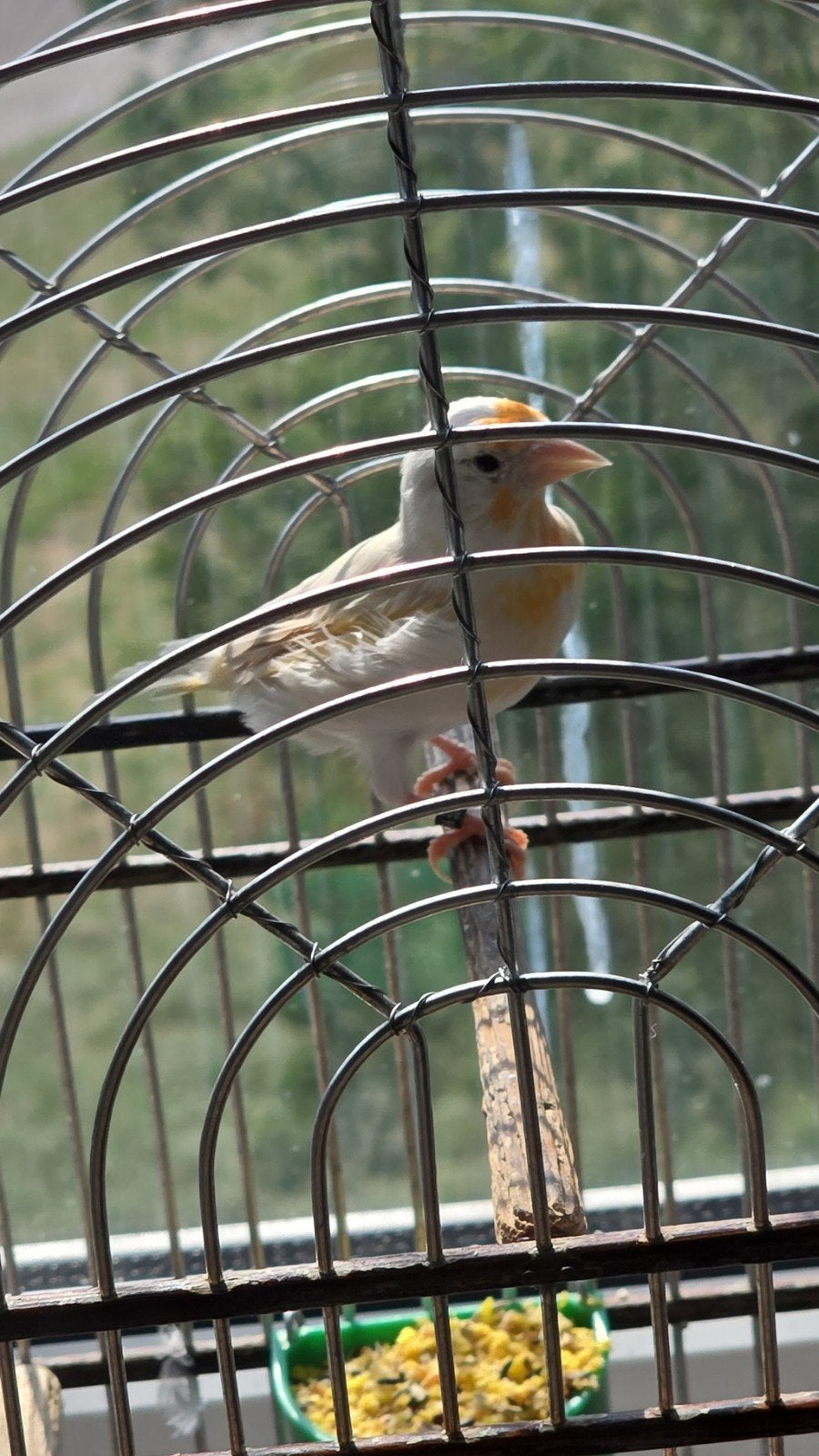 Putter x Kapoetsensijs Man 2025, Mannelijk, Wildzangvogel