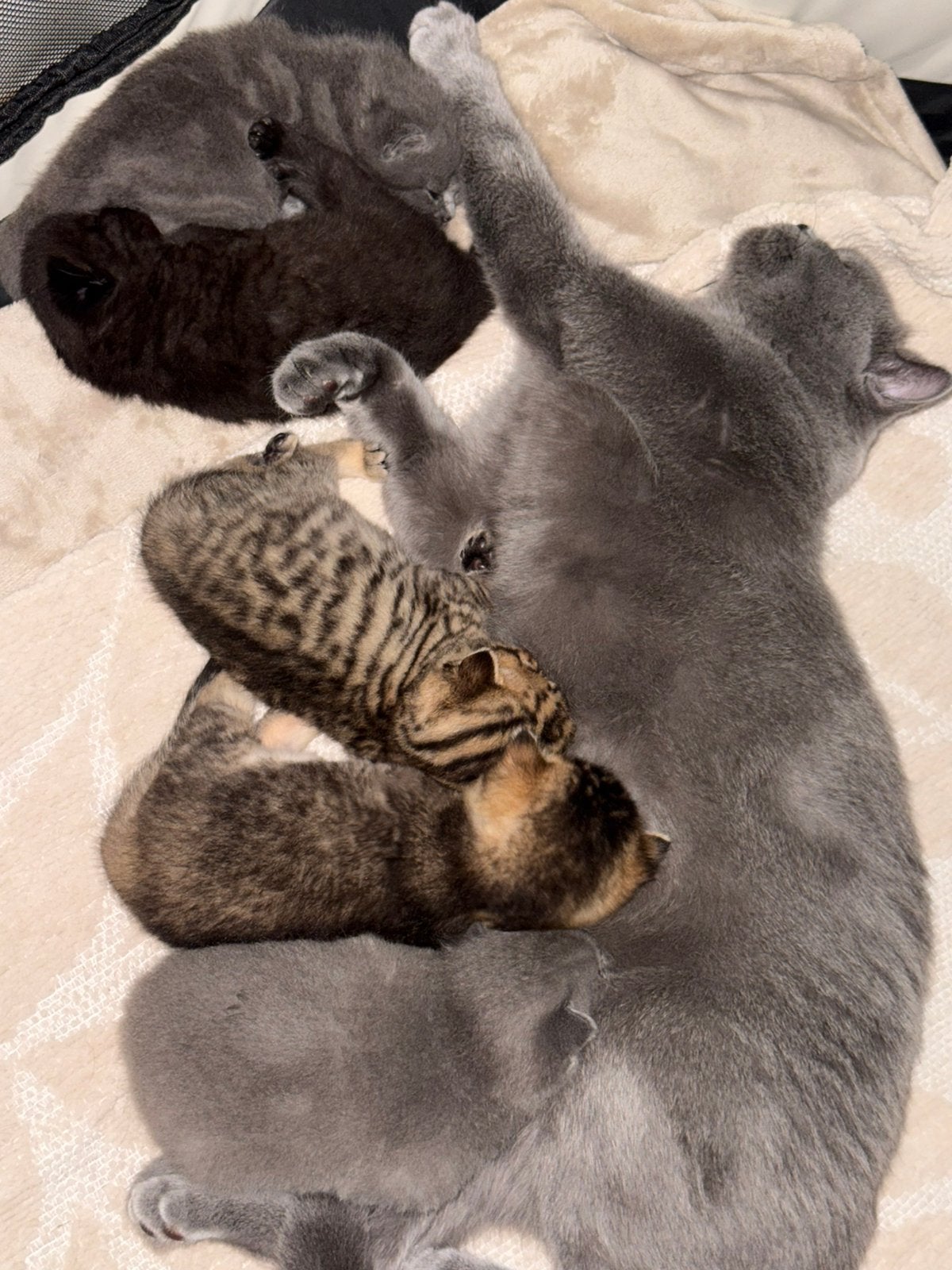 Britse Korthaar kittens geboren 21 augustus 5 kittens, Dieren en Toebehoren, Geslacht onbekend, Kortharig, 0 tot 2 jaar