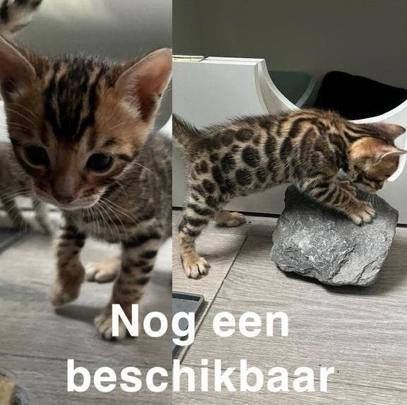 🐾 Raszuivere Bengaalse/Bengaal/Raskatten/Kittens te Koop 🐾, Dieren en Toebehoren, Katten en Kittens | Raskatten | Korthaar, Meerdere dieren