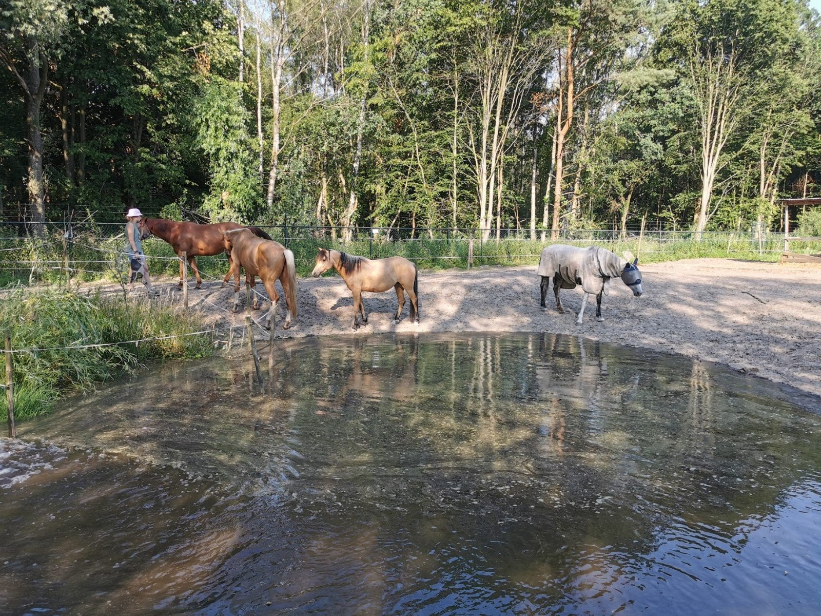 Gezocht: stalgenoot voor onze Paddock Paradise in Veldhoven, Weidegang, 2 of 3 paarden of pony's