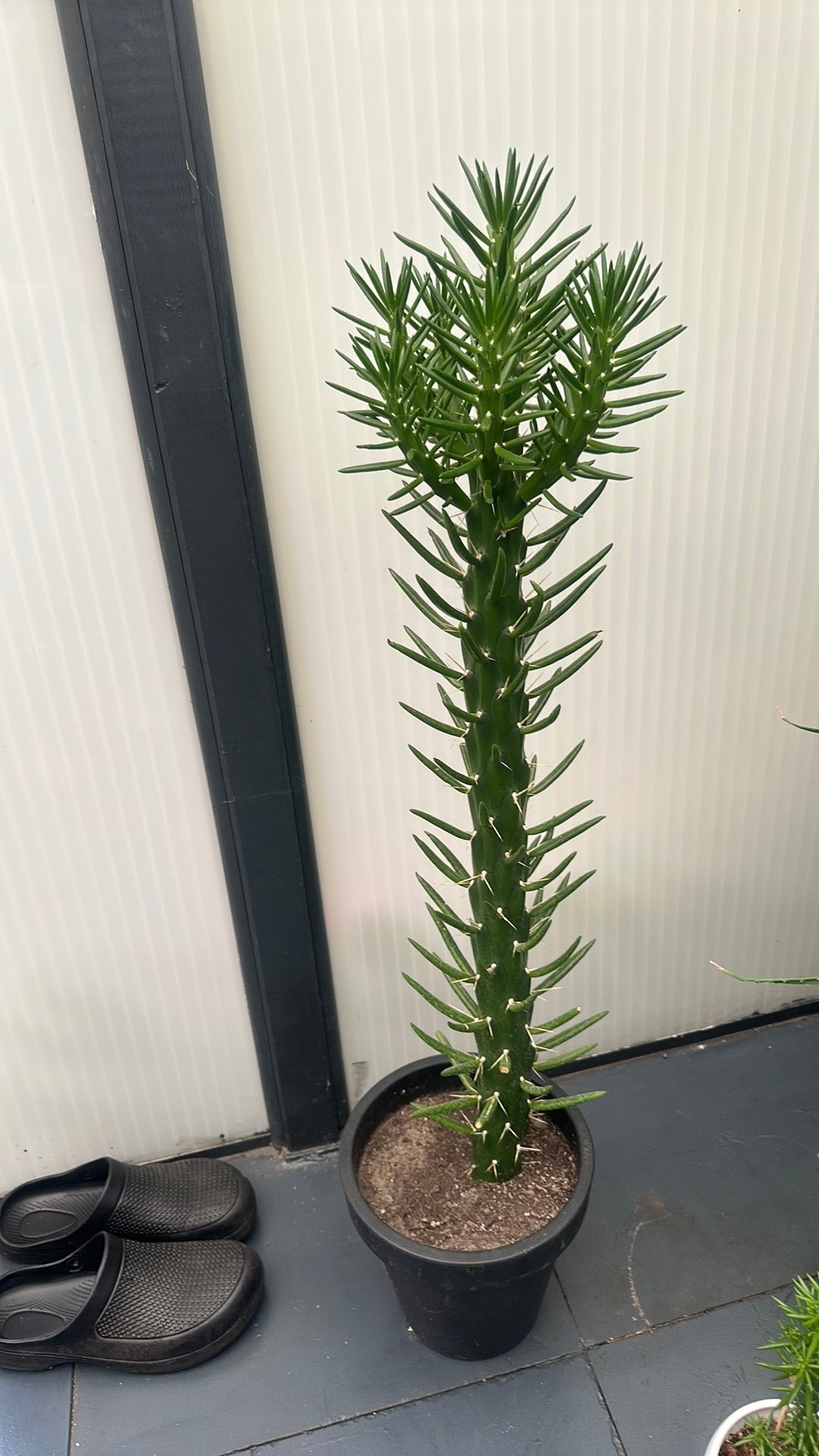 Cactus, Ophalen, Overige soorten, Minder dan 100 cm