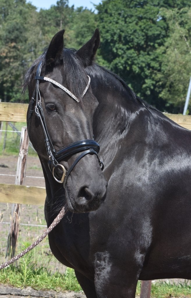 Gezocht: Brave Paarden/Pony's In Lage Prijsklasse, Meerdere dieren, Niet van toepassing