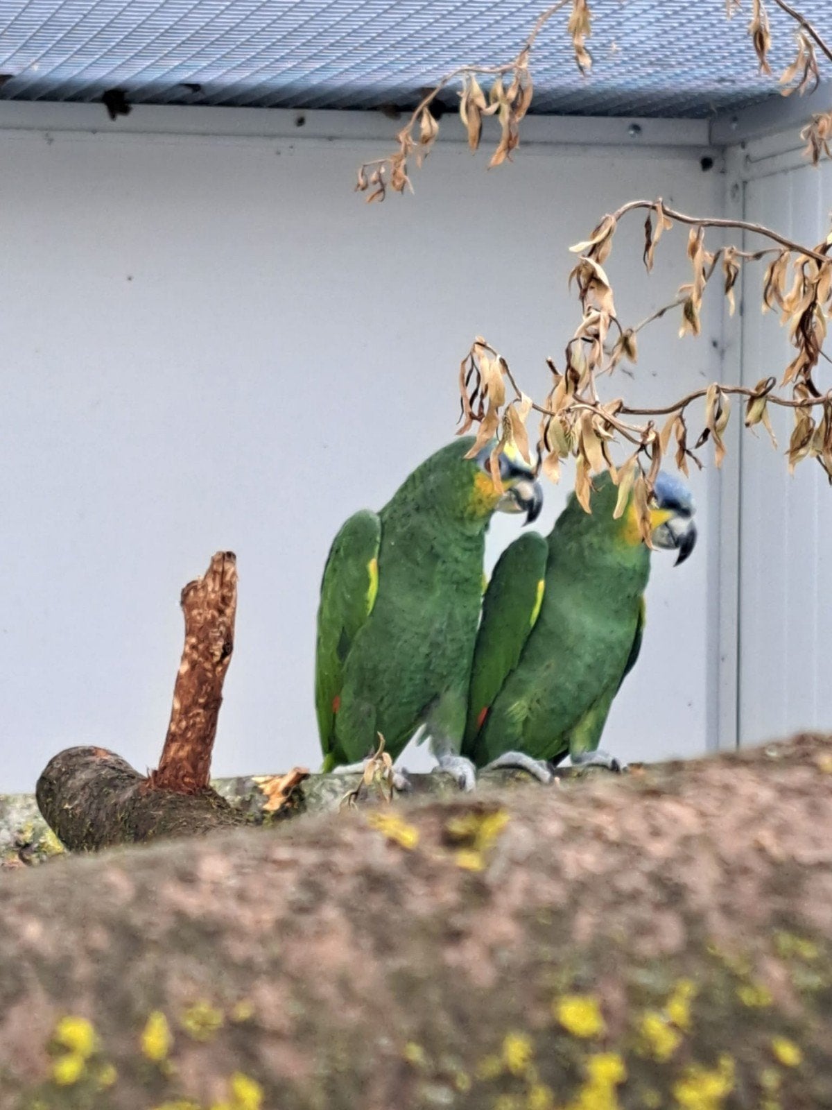 Te koop: koppel Oranjevleugelamazones — Amazona amazonica, Dieren en Toebehoren, Meerdere dieren, Papegaai, Tam