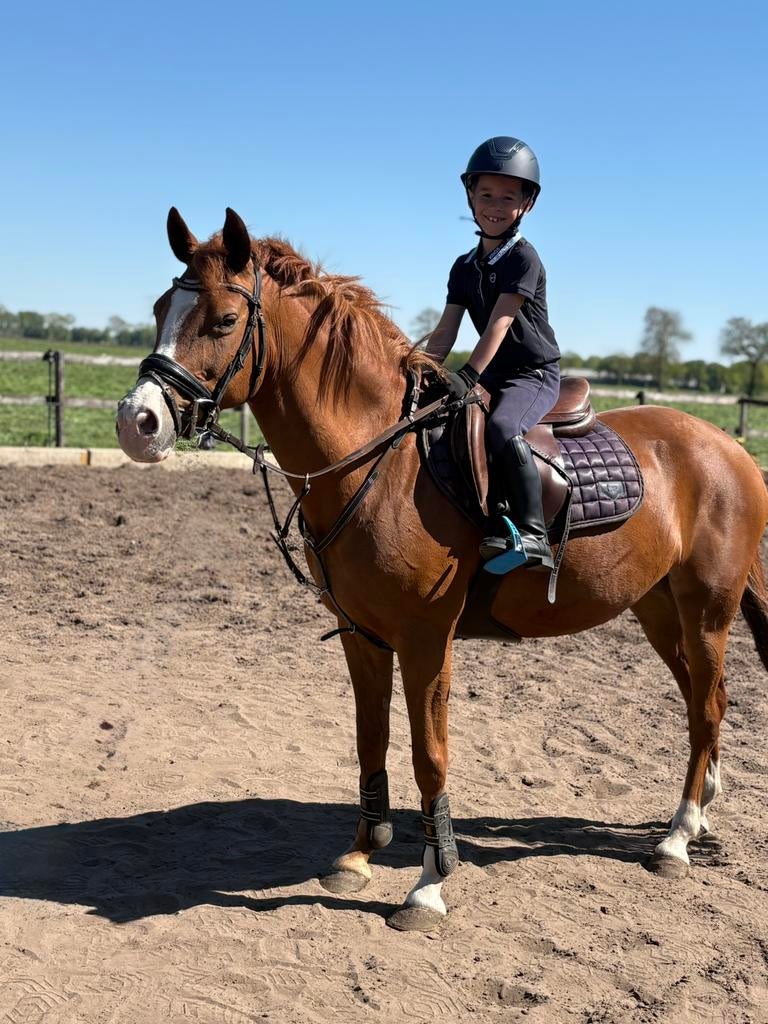 Kinderpony, betrouwbare leermeester!! Met wedstrijdervaring!, Merrie, Met stamboom, L, 11 jaar of ouder