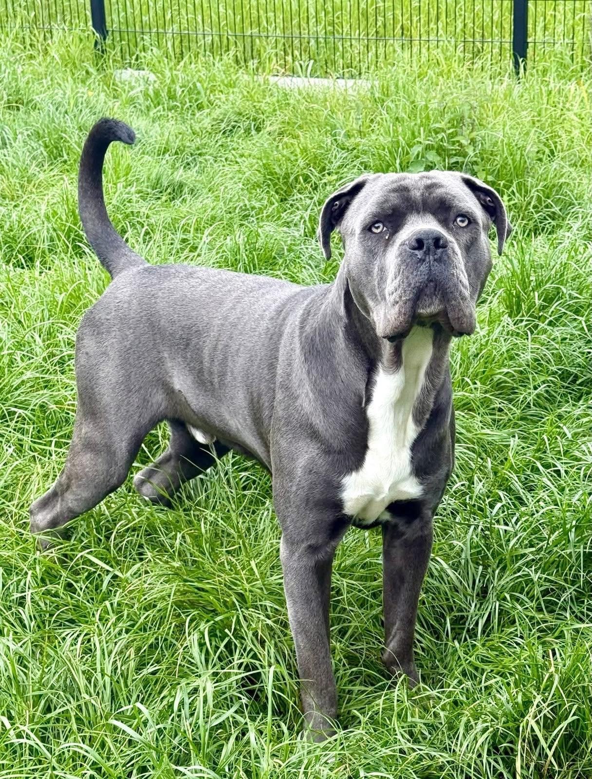 Cane corso reu zoekt een nieuw thuis!, 1 tot 2 jaar, Parvo, Eén hond, Nederland