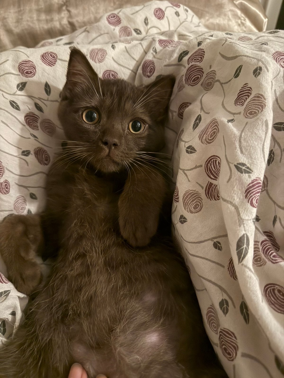 Prachtige kittens zoeken een liefdevol thuis, Meerdere dieren