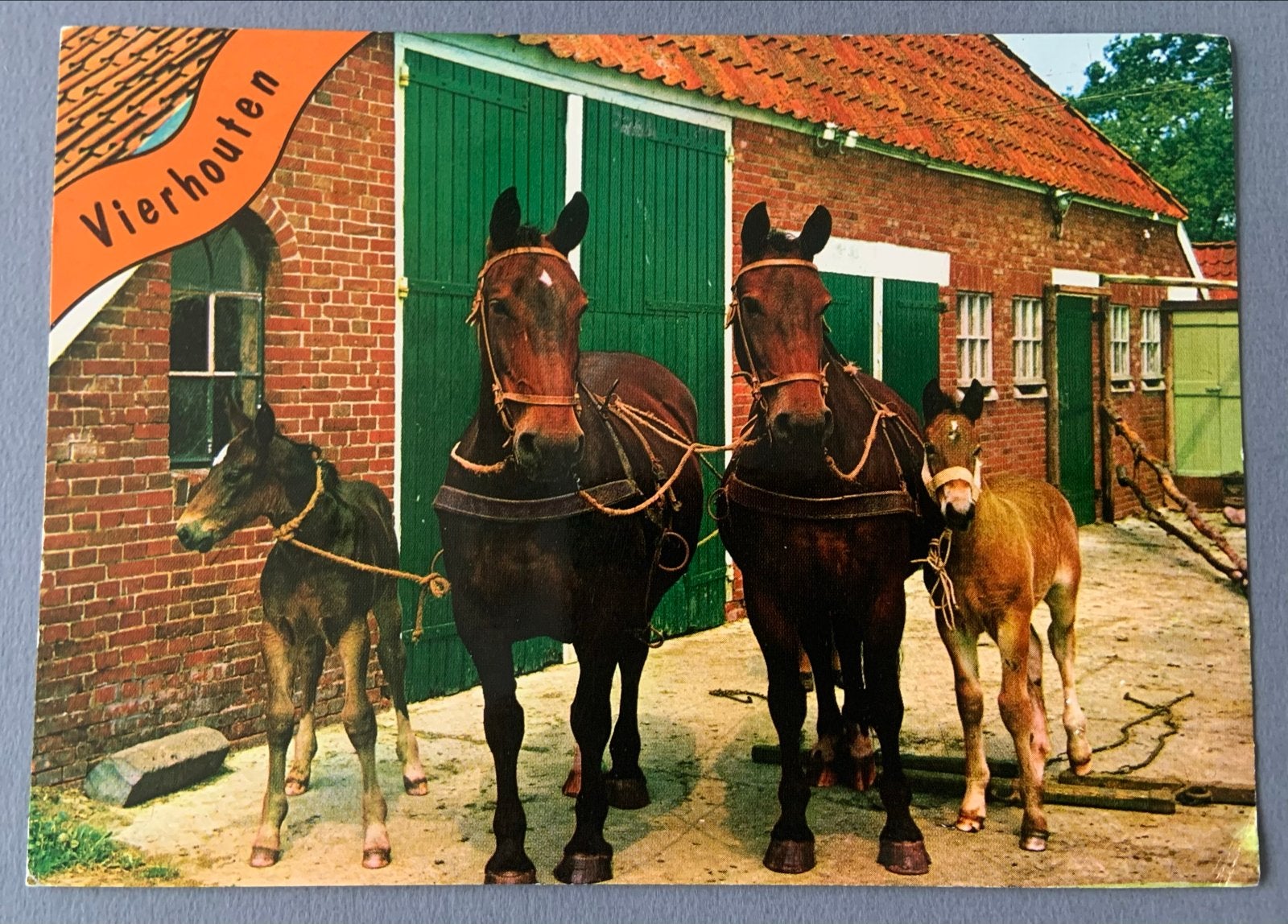 Vierhouten met paarden en veulens, Verzenden, 1980 tot heden, Gelopen, Drenthe