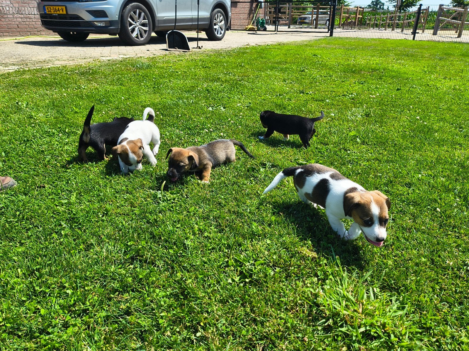 Hele mooie Jack-Russel pups, Dieren en Toebehoren, Honden | Niet-rashonden, Parvo, 8 tot 15 weken, Meerdere, Meerdere dieren