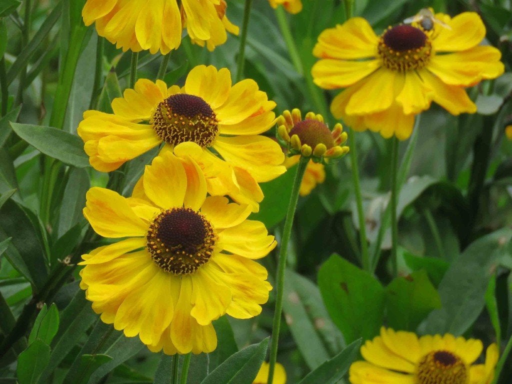 Vaste plant : Helenium El Dorado 3 euro, Tuin en Terras, Volle zon, Vaste plant, Zomer, Ophalen