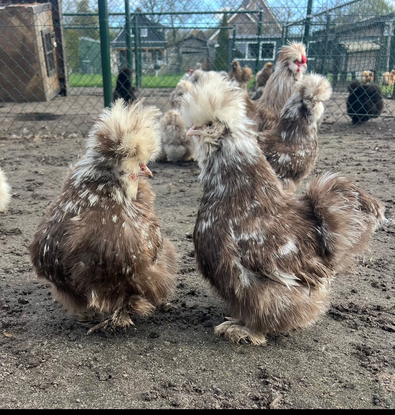 100 verse broedeieren Usa zijdehoen koppels op kleur, Dieren en Toebehoren, Geslacht onbekend, Kip