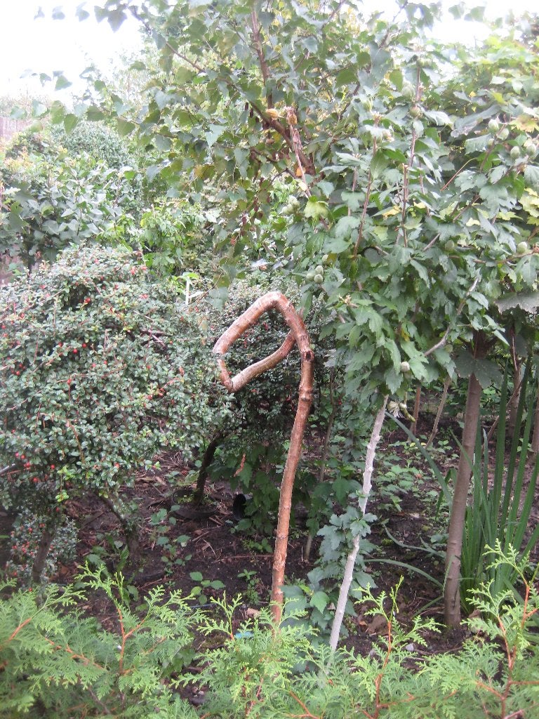 berken boom met krul, Ophalen, Bloeit niet, Halfschaduw, Overige soorten