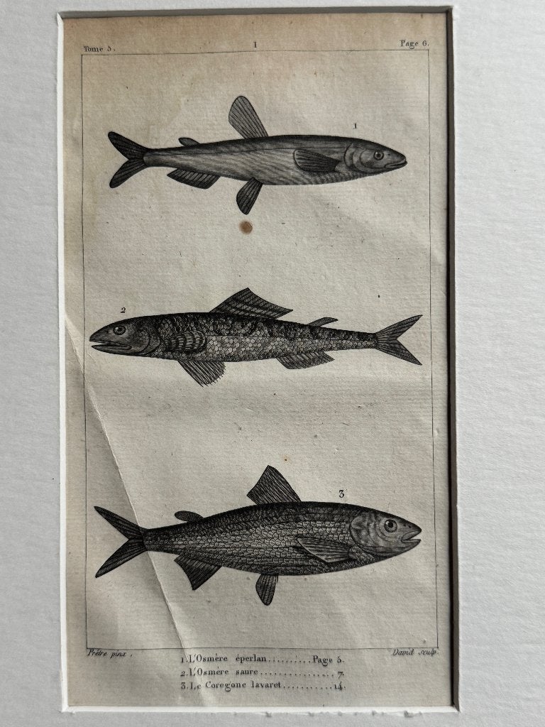 O U D 1812 - vissen gravure - plate 6 P0853-01, Ophalen of Verzenden, Ets, 1700 - 1799