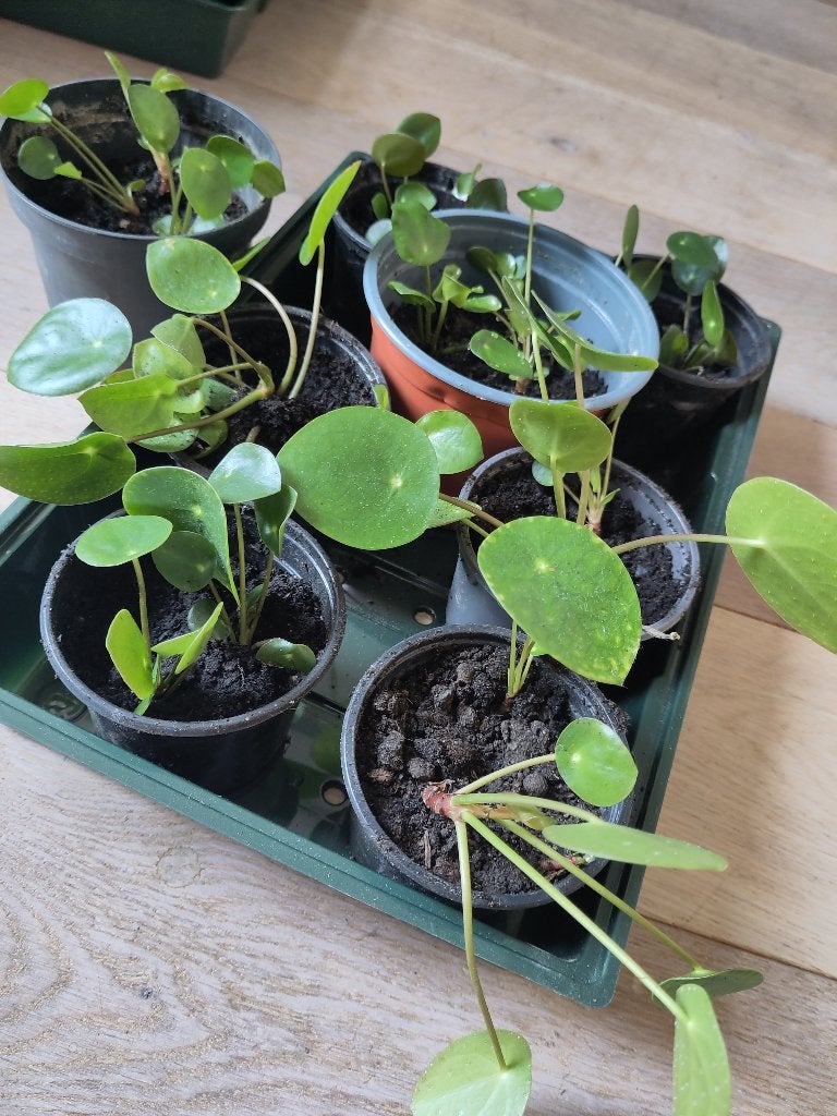 pannenkoekenplant stekjes, Overige soorten, Minder dan 100 cm, Groene kamerplant, Halfschaduw