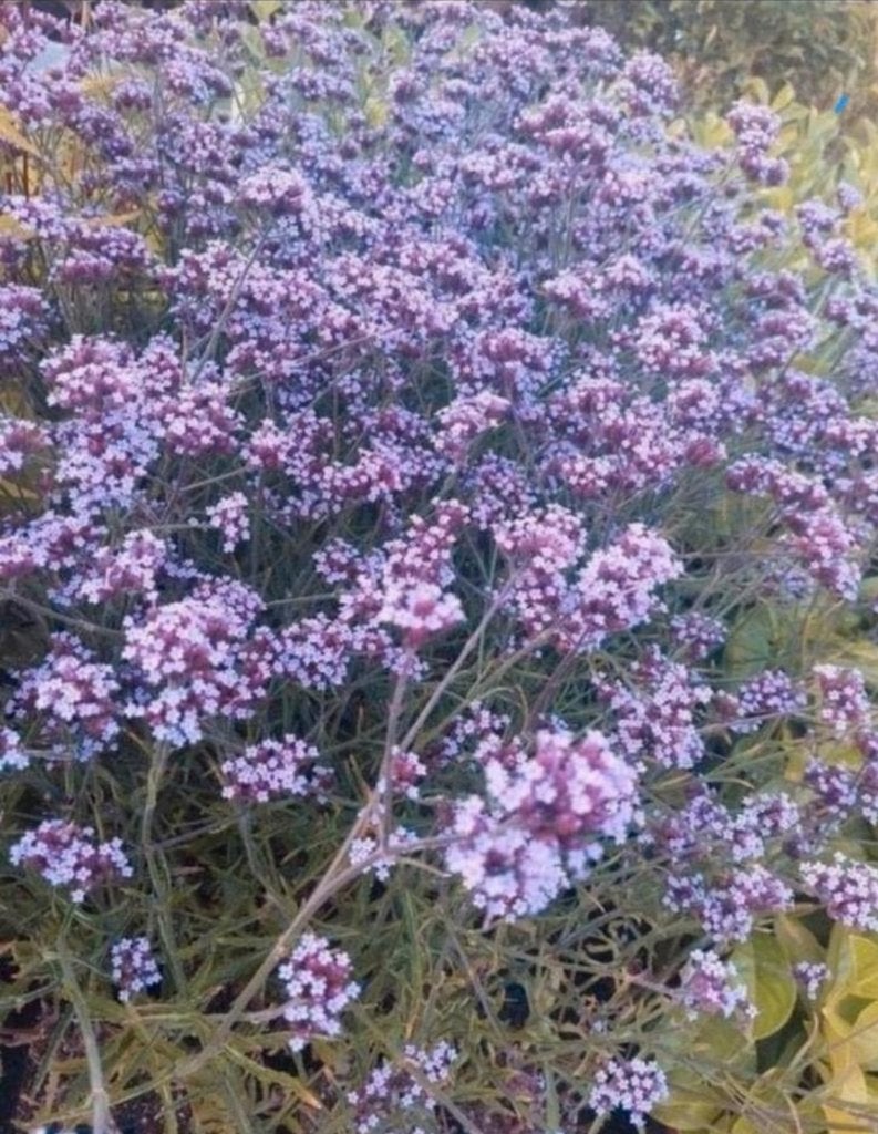 Verbena lollipop, Tuin en Terras, Planten | Tuinplanten, Volle zon, Vaste plant, Zomer, Ophalen