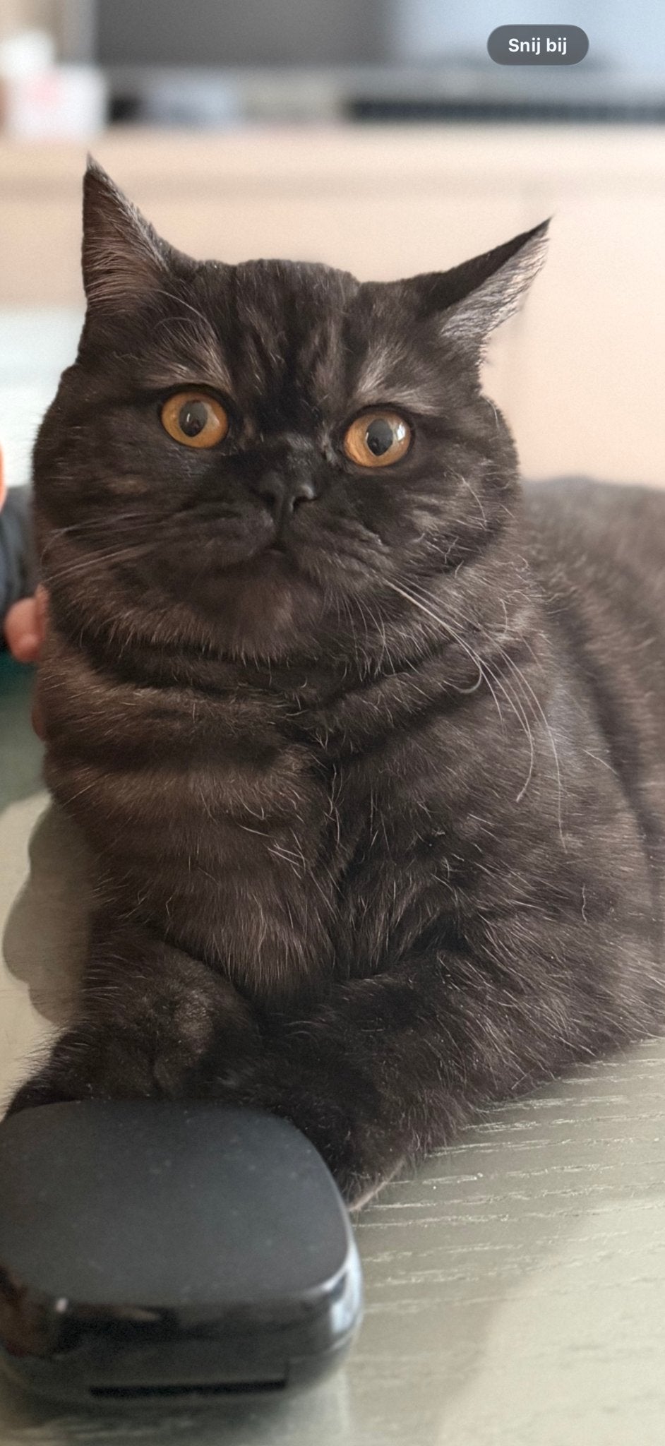 Kruising britse korthaar, Kater