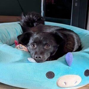 AIN: Bep, Dieren en Toebehoren, Honden | Niet-rashonden, Handelaar, 1 tot 2 jaar, Buitenland, Teef