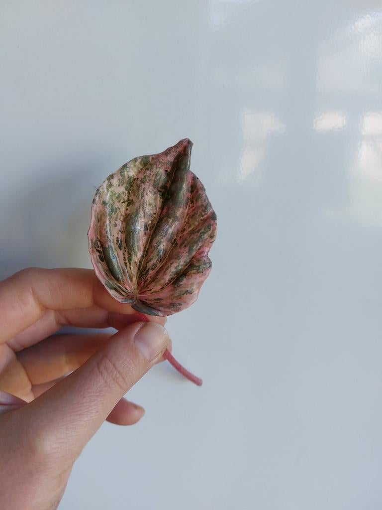 Mooie peperomia pink lady variegata stekjes., Ophalen of Verzenden, Halfschaduw, Minder dan 100 cm