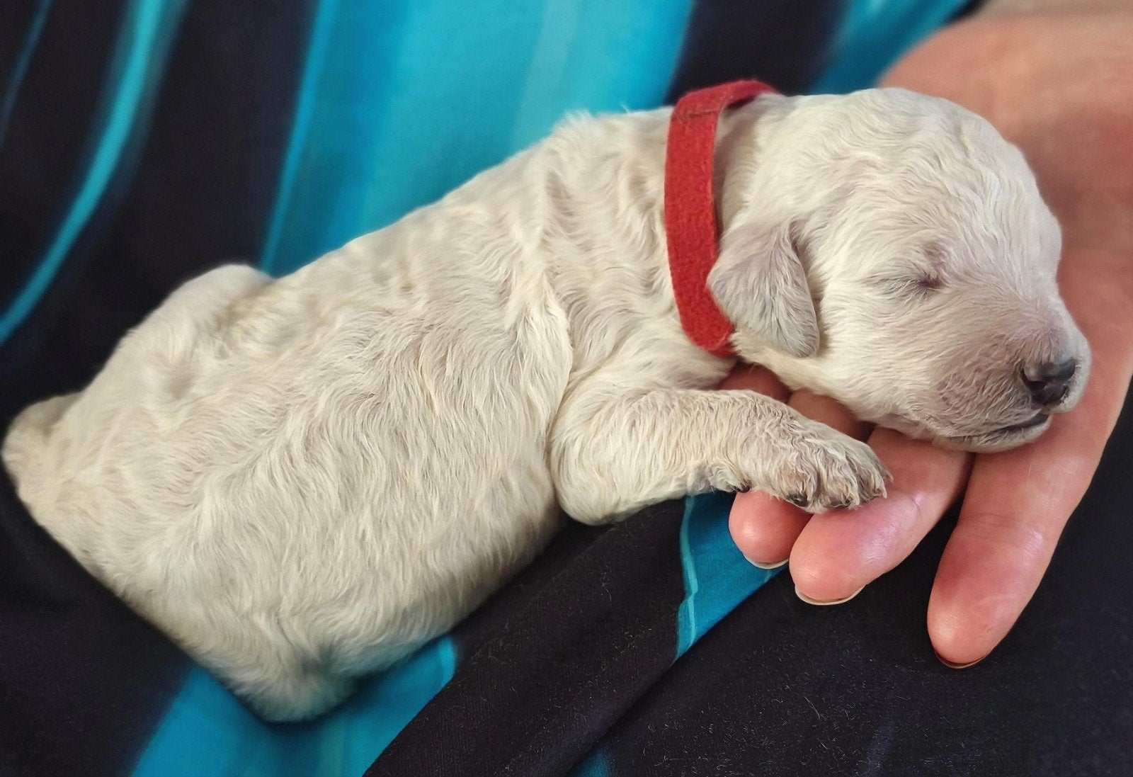 Koningspoedel (Grote Poedel) 8 pups, Dieren en Toebehoren, Honden | Retrievers, Spaniëls en Waterhonden, België, Particulier, Overige rassen