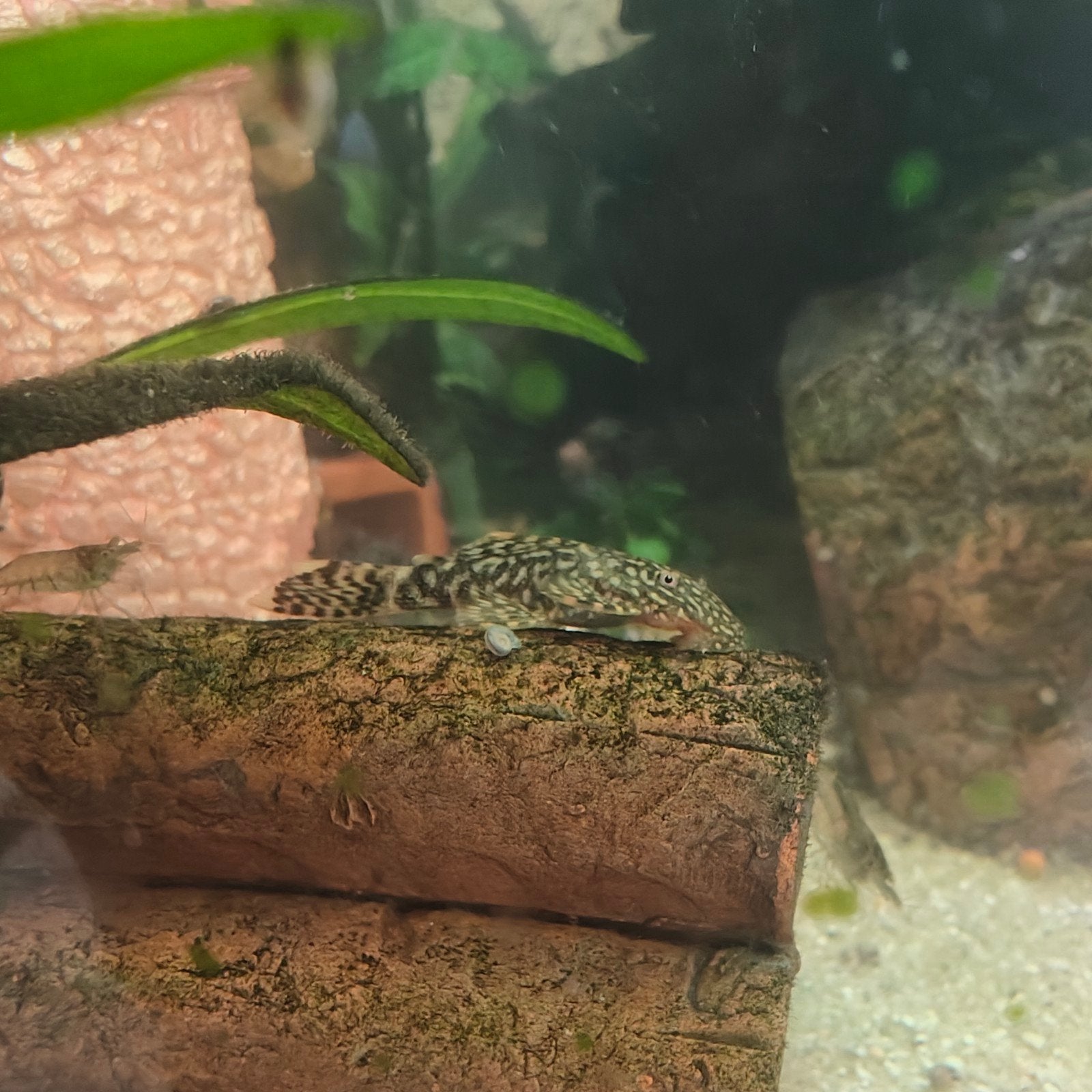 Ancistrus, pleco, meervallen. Jong en gezond., Dieren en Toebehoren, Vissen | Aquariumvissen, Vis, Zoetwatervis