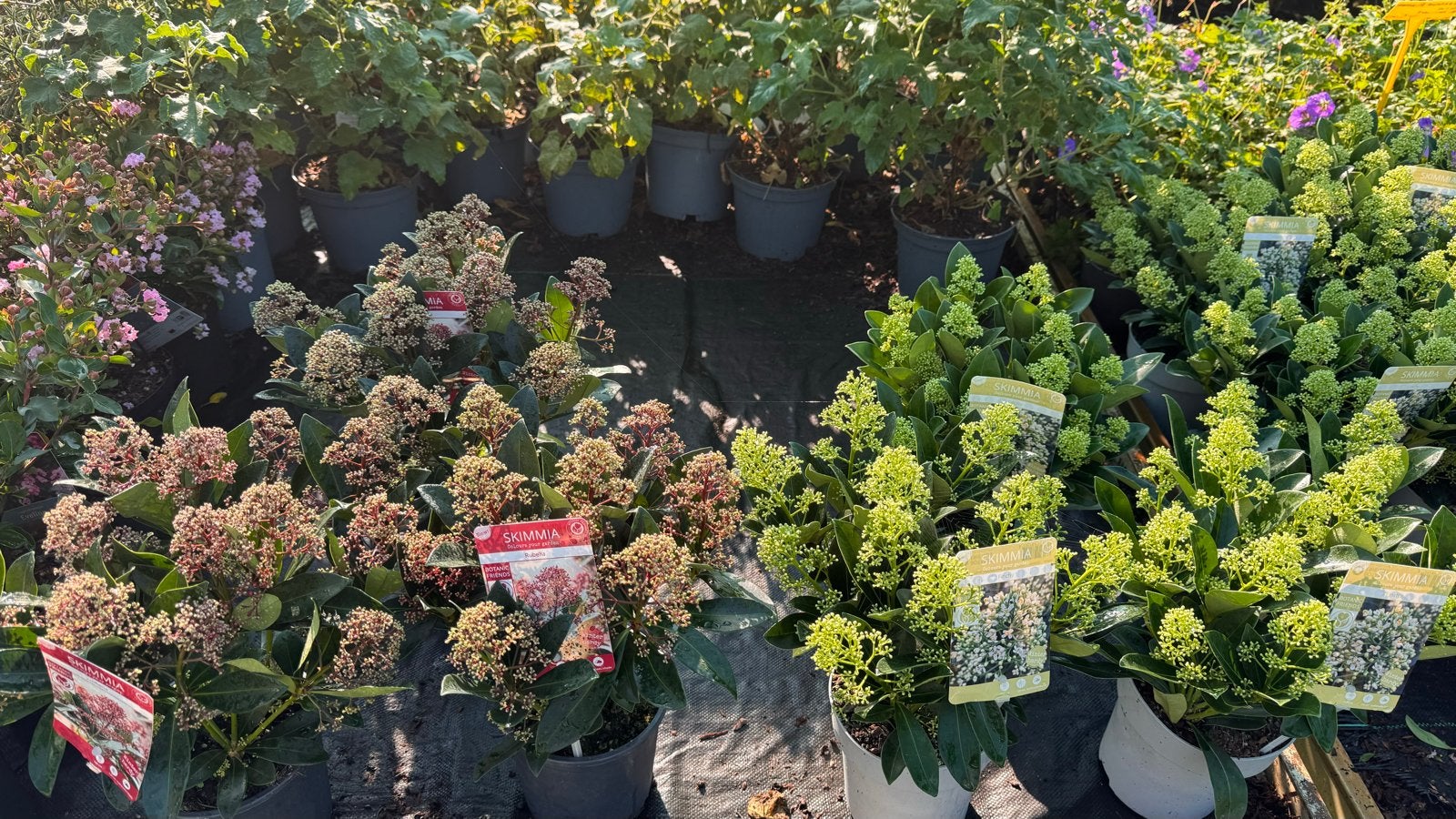 Skimmia Rubella en Finchy - Wintergroene Tuinplanten, Ophalen, Vaste plant, Overige soorten, Halfschaduw