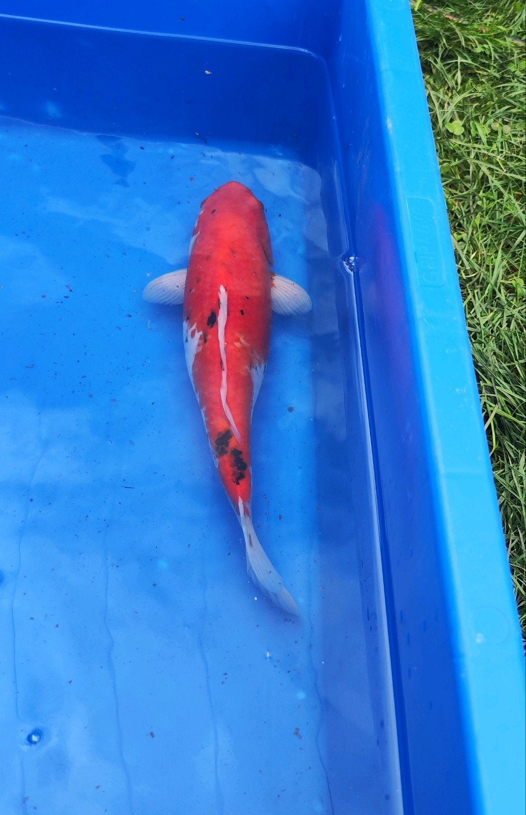 koi vijvervis vis #7, Dieren en Toebehoren, Karper of Koi