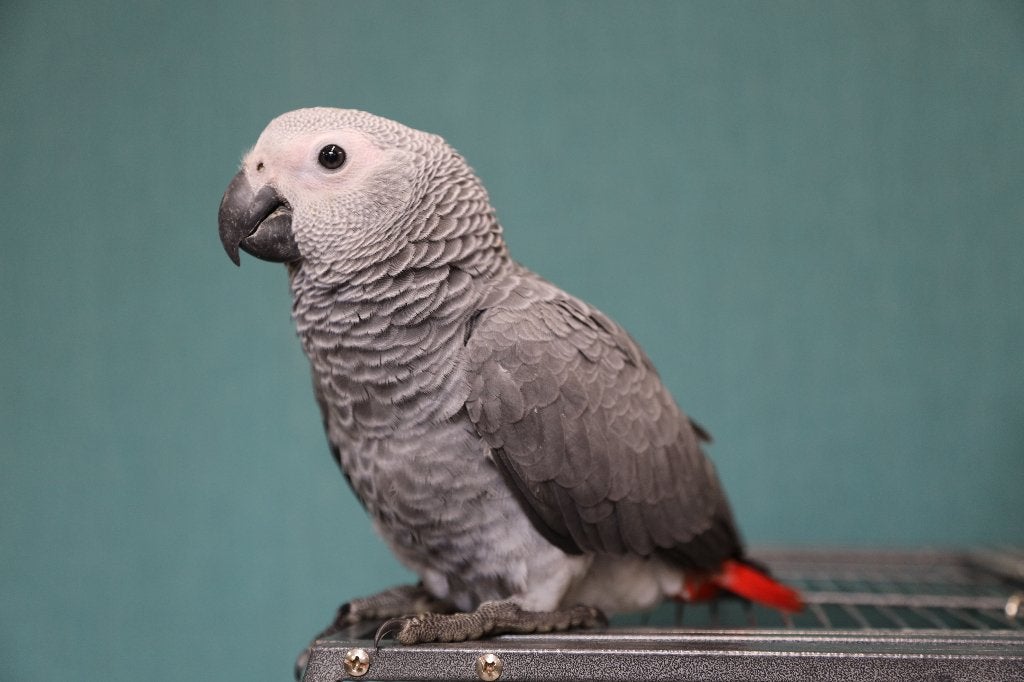 Jonge Grijzeroodstaart Papegaai | Getest | Handtam, Meerdere dieren, Papegaai, Pratend