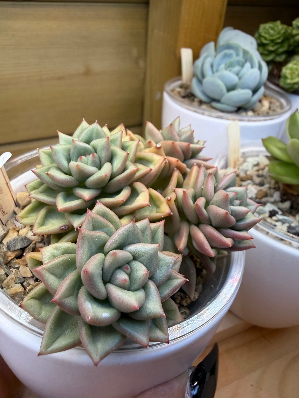 Echeveria JC vanKeppel - Prachtige Succulent, Huis en Inrichting, Verzenden