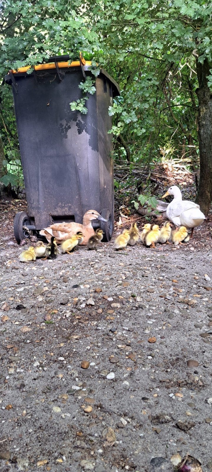 Loopeenden kuikens, Dieren en Toebehoren, Pluimvee, Meerdere dieren, Eend