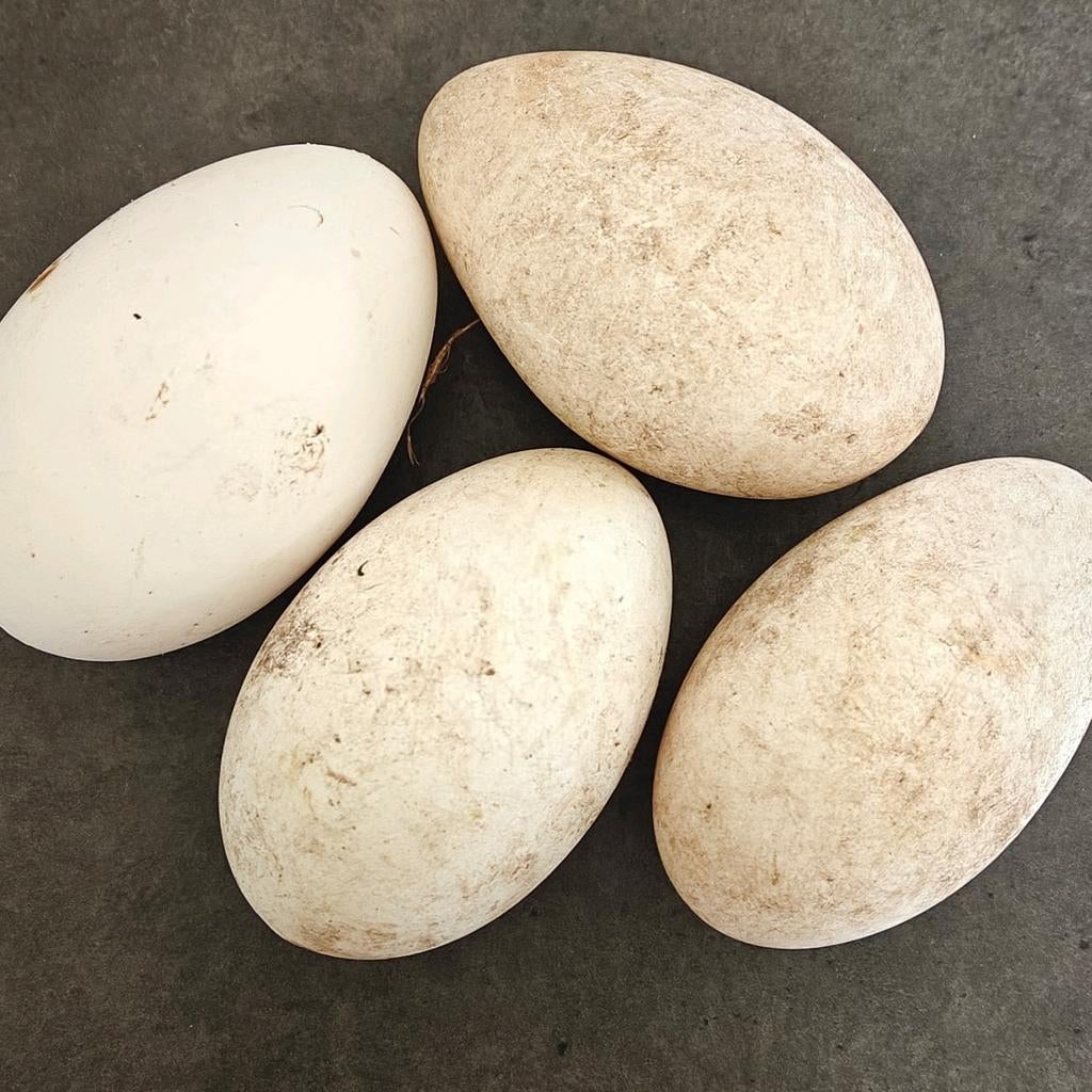 Ganzeneieren, Gans of Zwaan