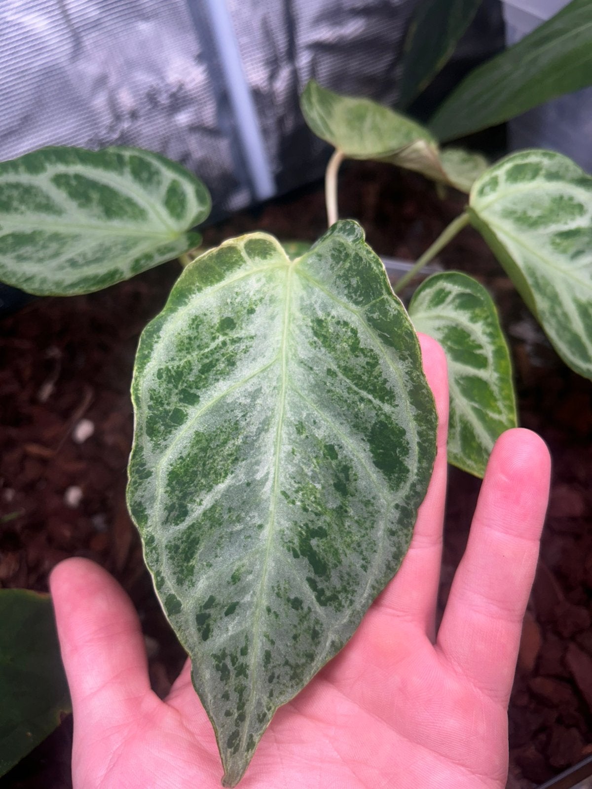 Anthurium silver blush mint., Ophalen, Halfschaduw, Minder dan 100 cm