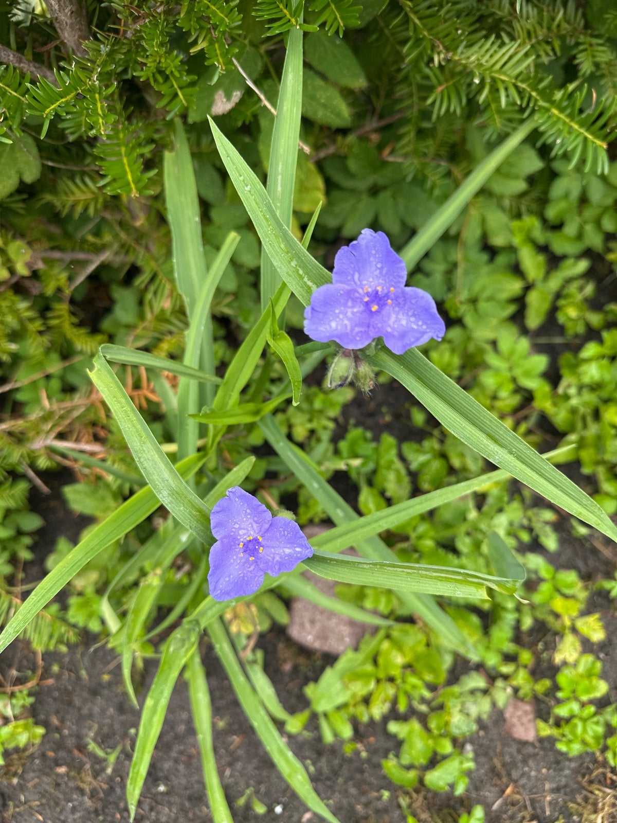 Tradescantia stekken - Vaste plant met paarse bloemen, Tuin en Terras, Vaste plant, Halfschaduw, Zomer, Ophalen