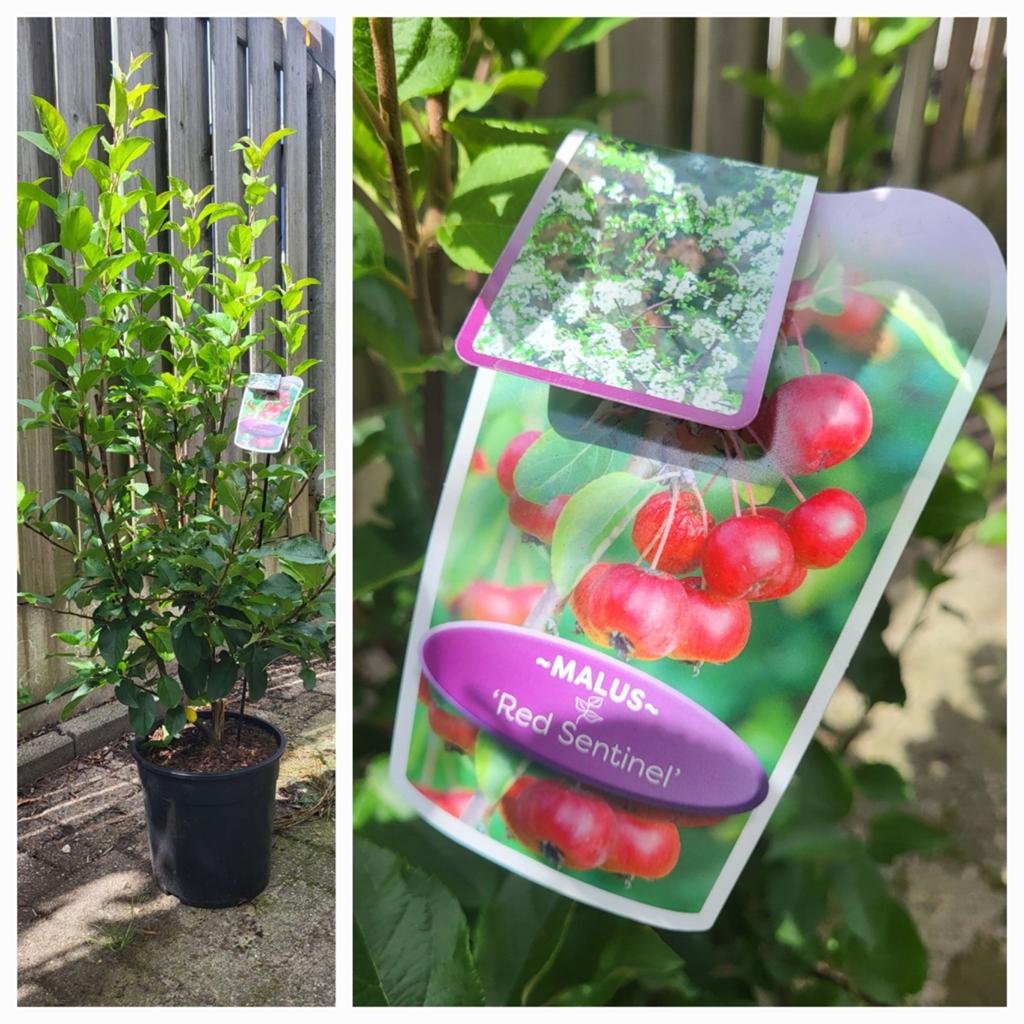 Sier appeltjes struiken !! 1.60 hoog, Ophalen of Verzenden, Volle zon