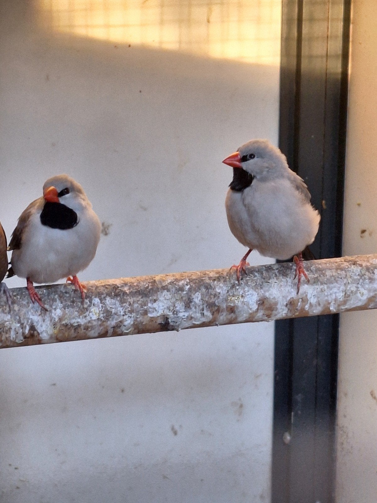 Grijze spitsstaarten te koop, Dieren en Toebehoren, Vogels | Overige Vogels, Meerdere dieren, Tropenvogel