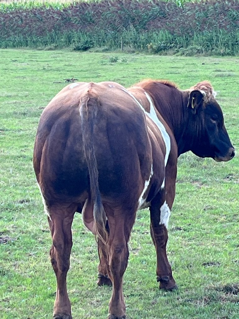 runderen, Dieren en Toebehoren, Runderen, Mannelijk, 0 tot 2 jaar