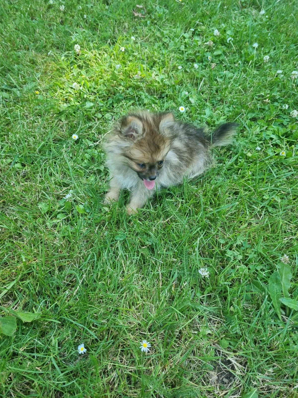 Pomeriaan x chihuahua, Dieren en Toebehoren, Honden | Chihuahua's en Gezelschapshonden, Parvo, 8 tot 15 weken, Eén hond, Nederland