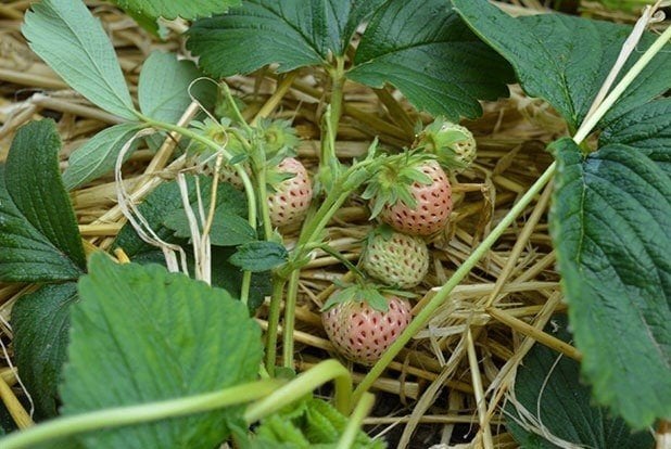 5x Pineberry (witte aardbei) planten (direct kopen), Tuin en Terras, Planten | Tuinplanten, Volle zon, Vaste plant, Ophalen of Verzenden