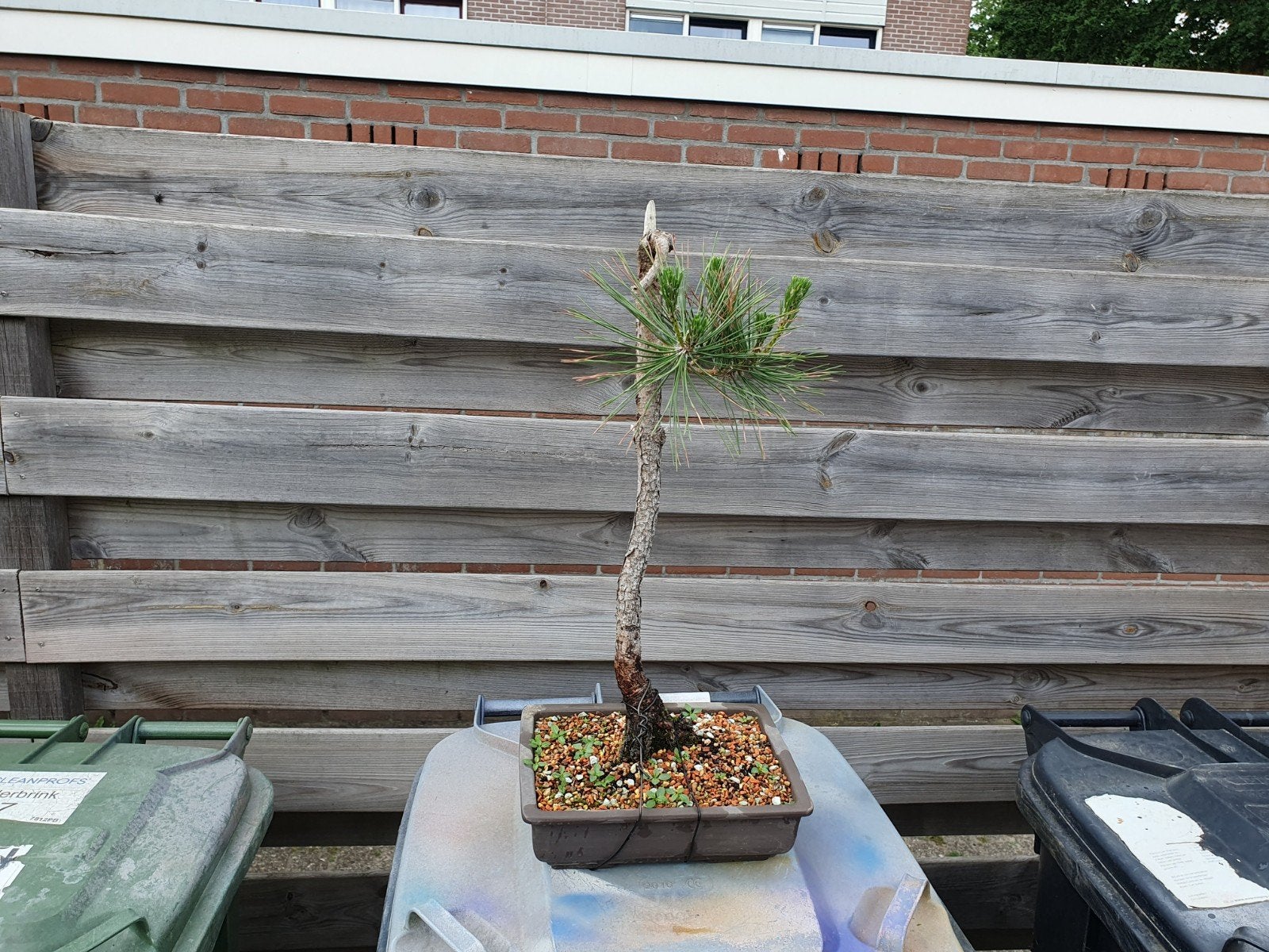 Pinus Thunbergii bonsai zwarte den, Tuin en Terras, Bloeit niet, Overige soorten, Minder dan 100 cm, Ophalen
