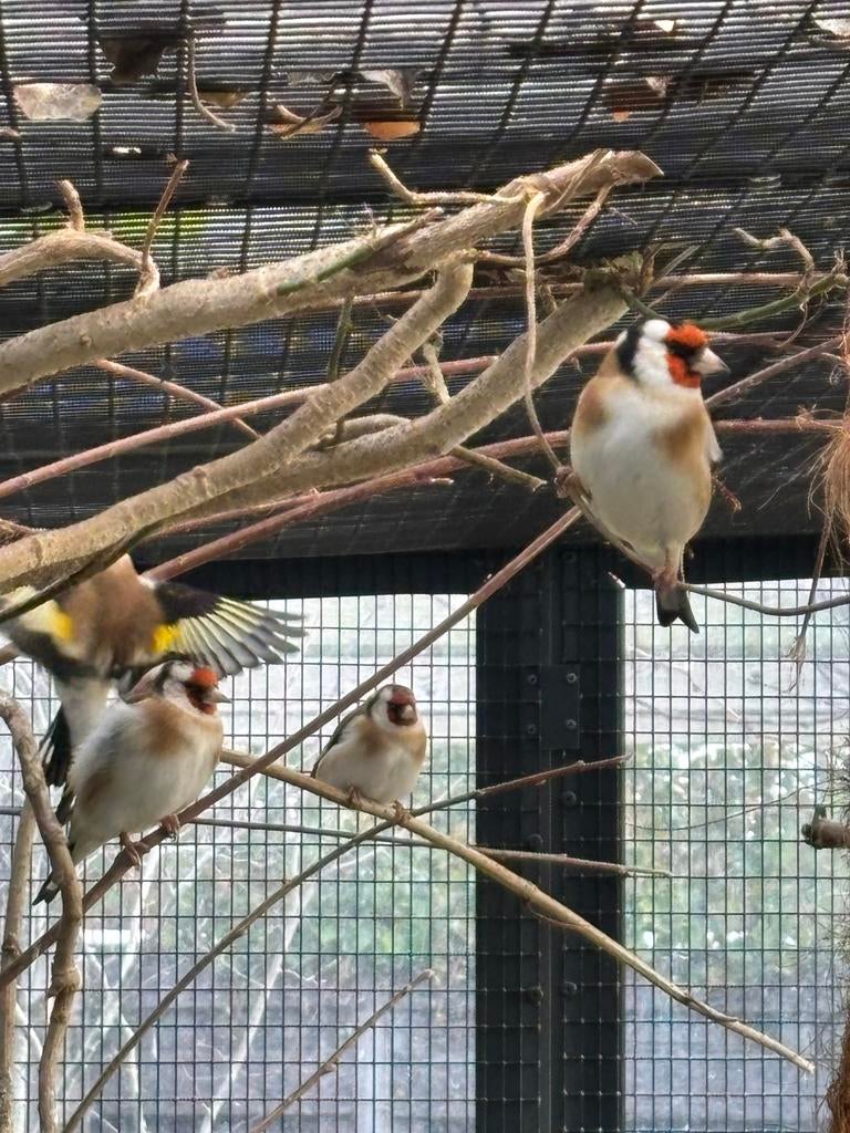 Majoor putters fam, Meerdere dieren, Wildzangvogel