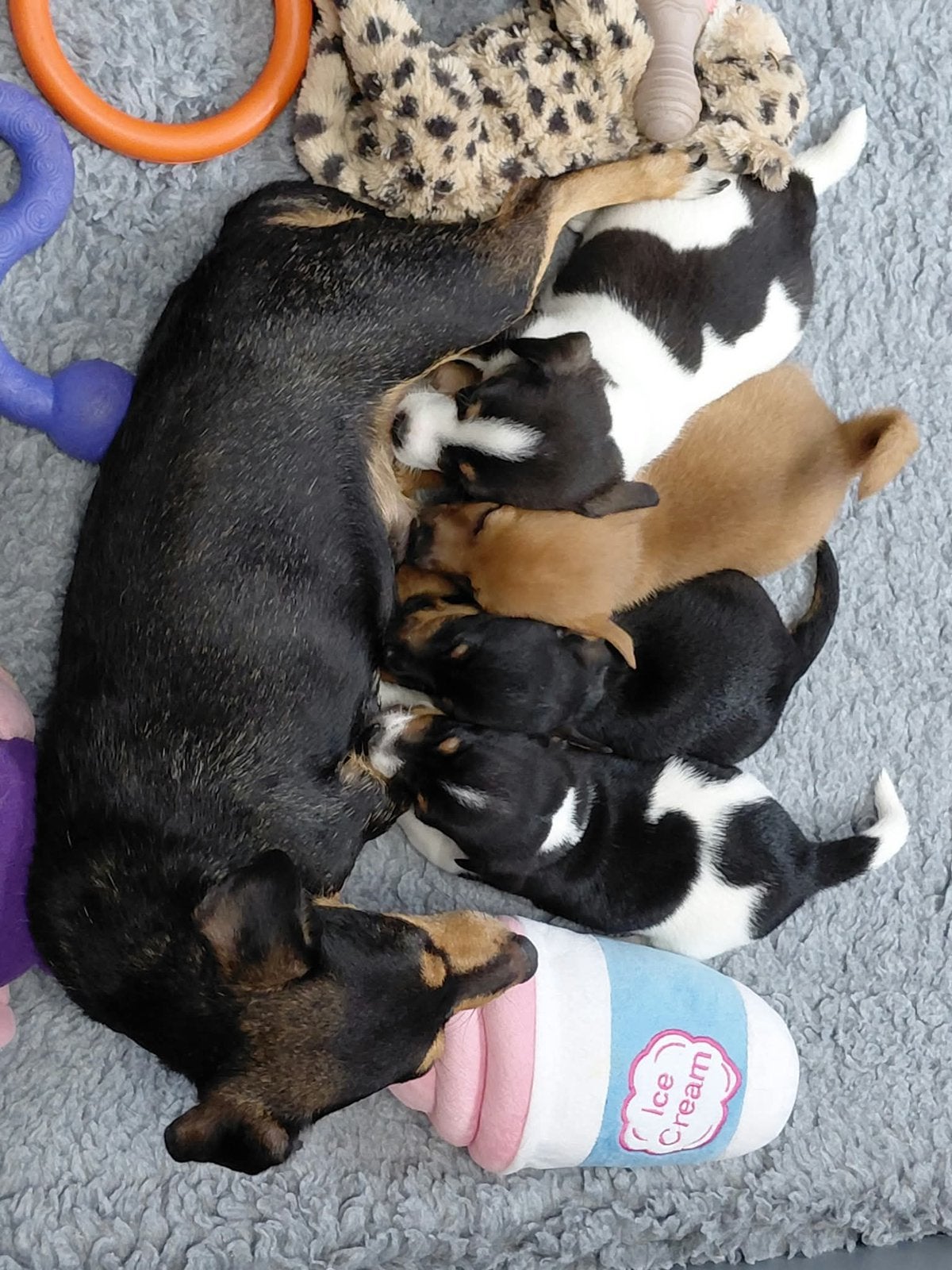 Jack Russel pups, CDV (hondenziekte), 8 tot 15 weken, Meerdere, Meerdere dieren