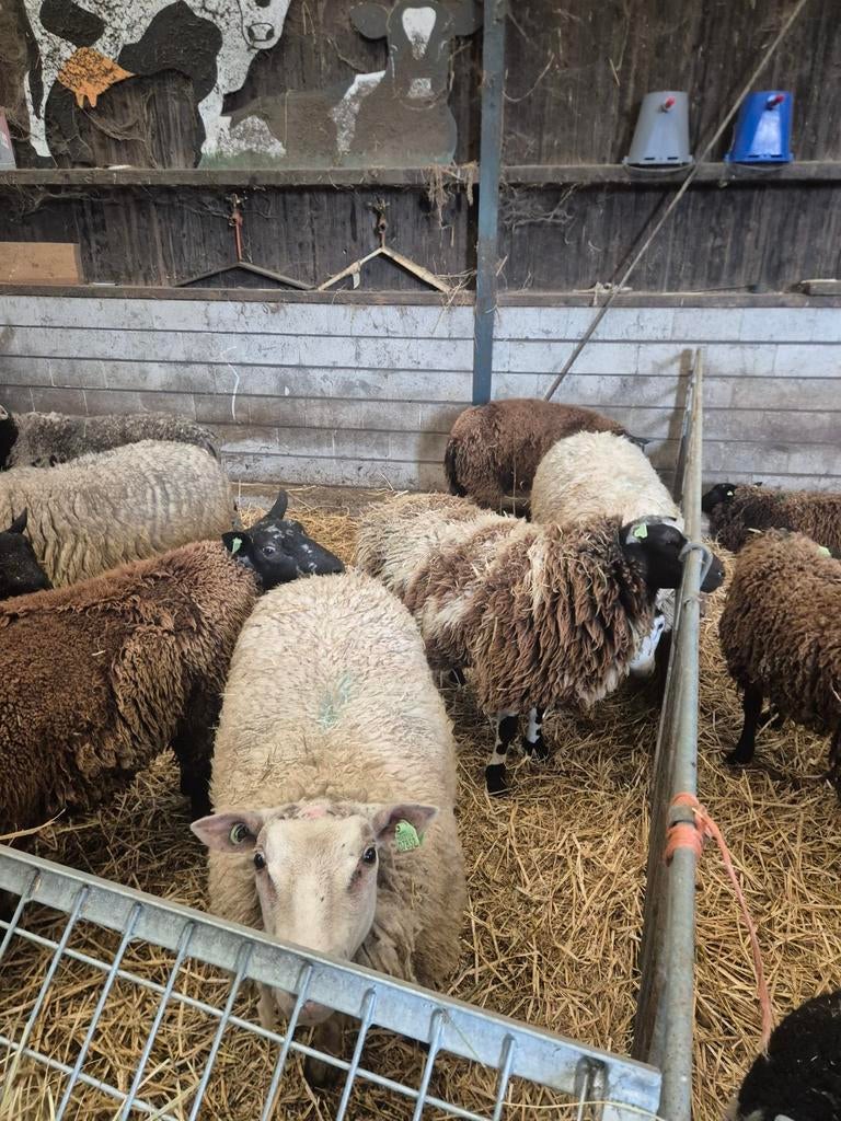 Zware rammen 8 stuks, Mannelijk, Schaap