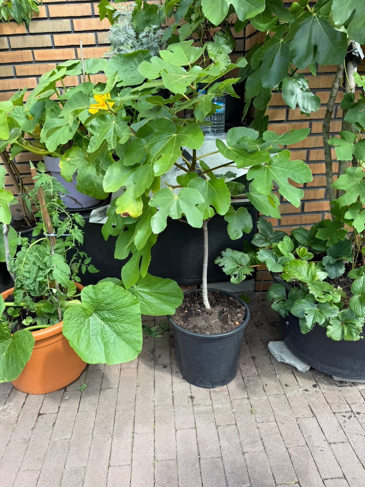 Vijgemboom 2 jaar oud 1 meter hoog, Ophalen, Lente, Volle zon, In pot