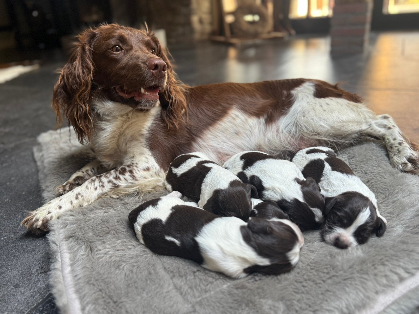 Engelse Springer Spaniel pups, Dieren en Toebehoren, Parvo, Reu, 8 tot 15 weken, Meerdere