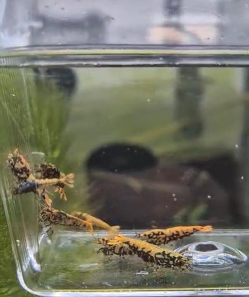 Oranje boa medium grade, Dieren en Toebehoren, Vissen | Aquariumvissen, Kreeft, Krab of Garnaal, Zoetwatervis