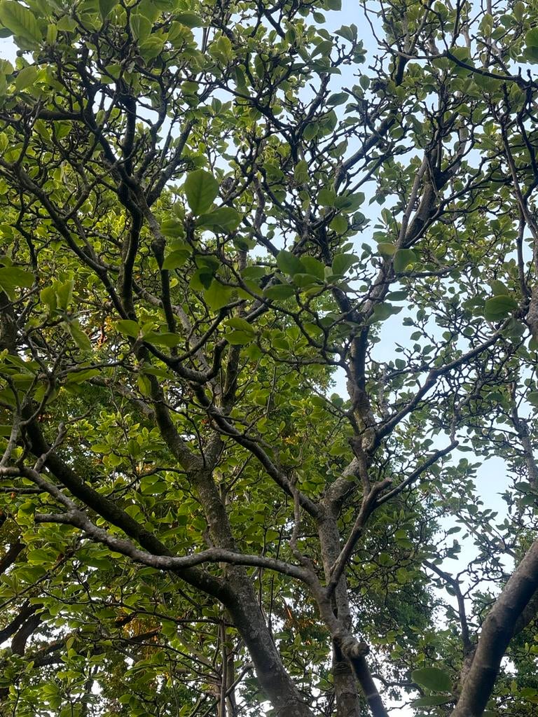 Prachtige Magnolia boom voor uw tuin, Tuin en Terras, Overige soorten, Lente, 250 tot 400 cm, Ophalen