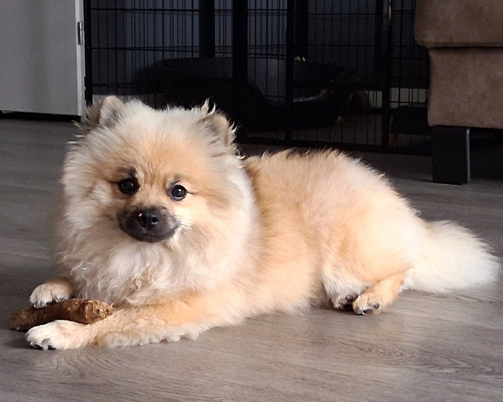 Lieve, gezonde PomChi zoekt Gouden forever home!, Dieren en Toebehoren, 15 weken tot 1 jaar, Eén hond, Nederland, Particulier