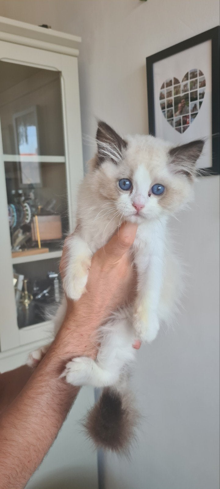 Lief Ragdoll katertje met stamboom, Dieren en Toebehoren, Kater, Met stamboom, 0 tot 2 jaar