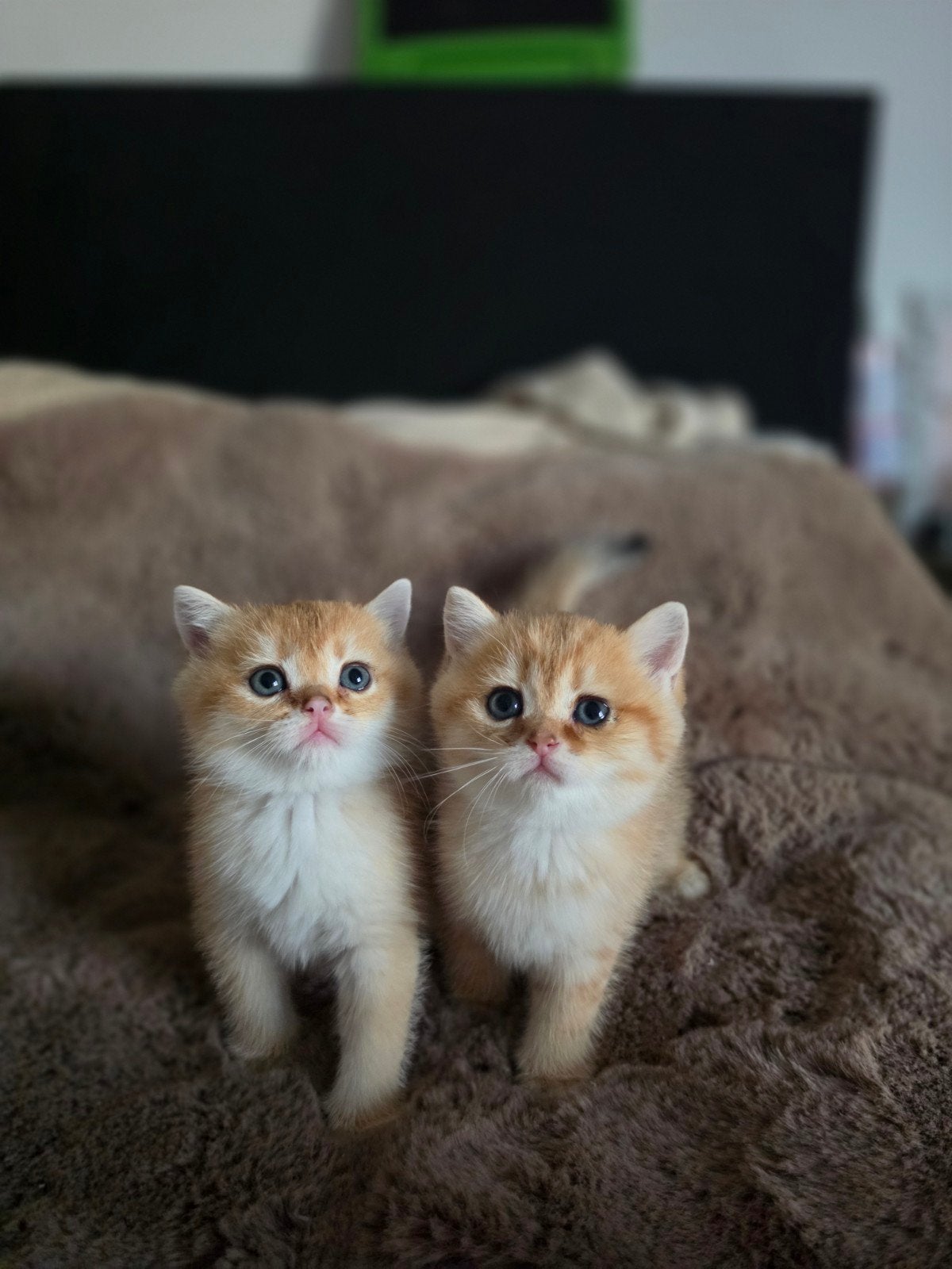 2 black golden shaded poesjes brits korthaar kittens, Meerdere dieren, Ontwormd, 0 tot 2 jaar