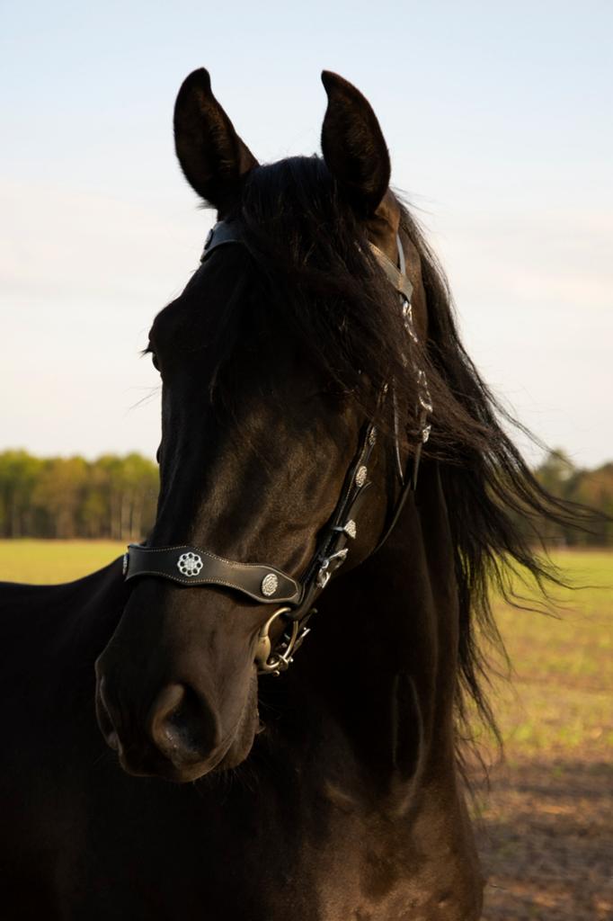 Zwarte Pre met fantastisch karakter, Dieren en Toebehoren, Met stamboom, Ruin, M, Dressuurpaard